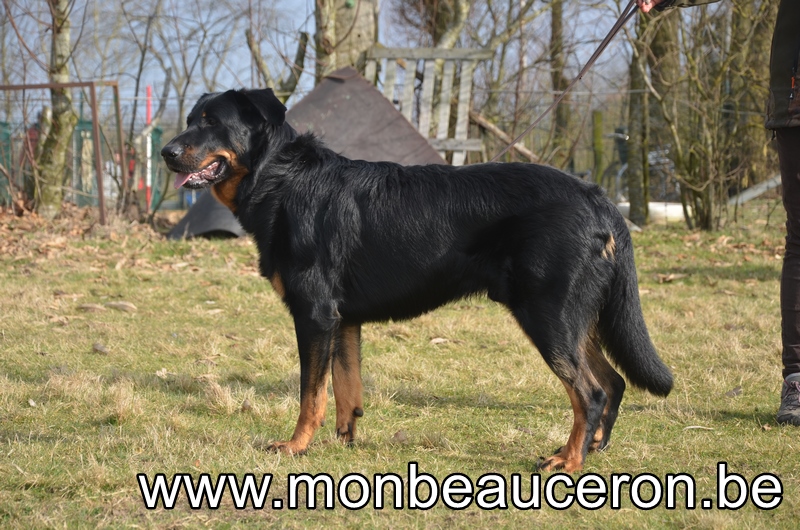 Onyx du Spero Patronum