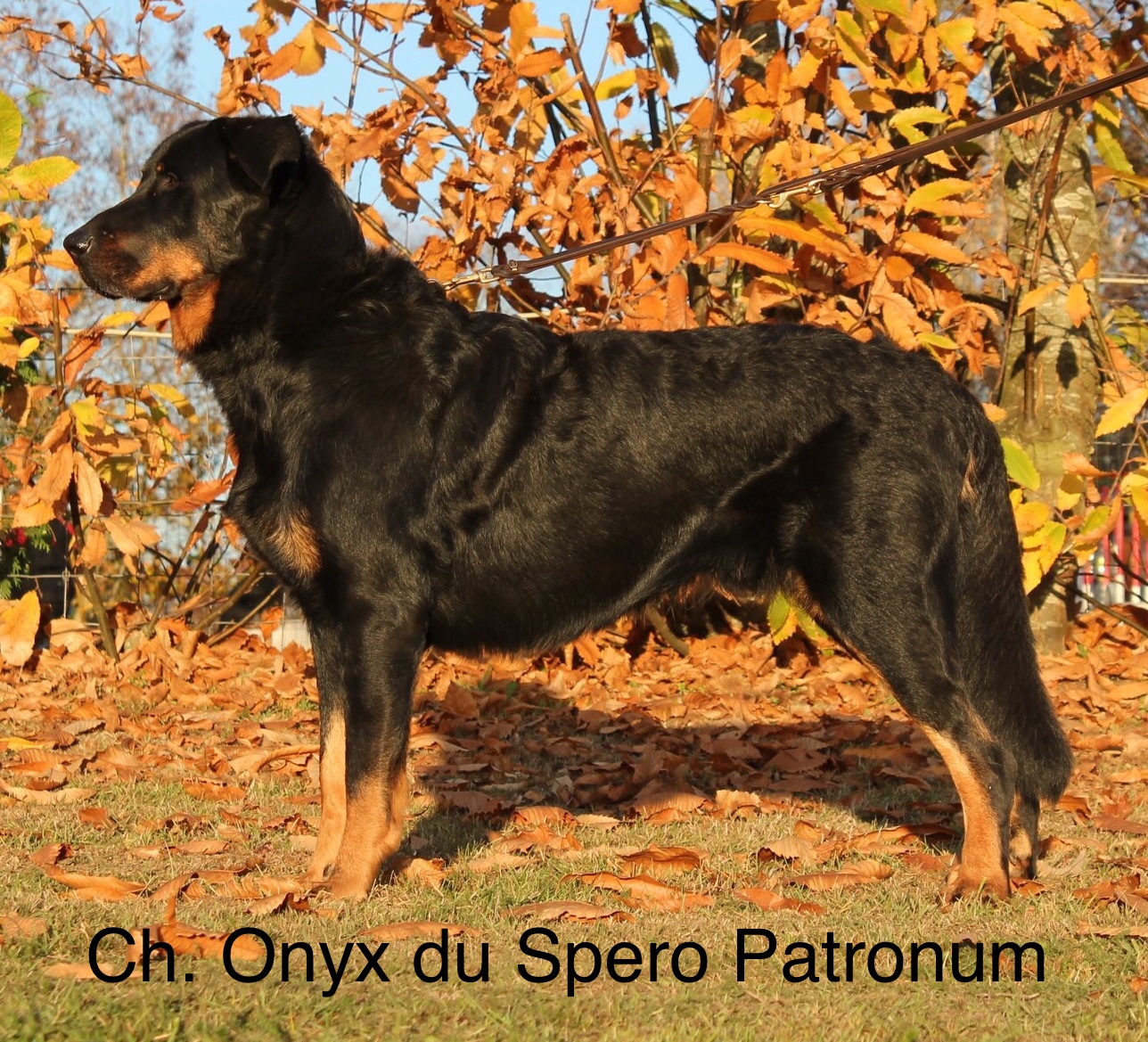 Onyx du Spero Patronum